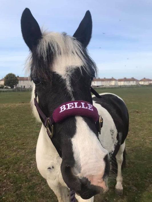personalised head collar, embroidered head collar, heads collar with name on 